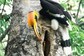 This Hornbill Bird’s ‘Love Story’ Is All Things Adorable