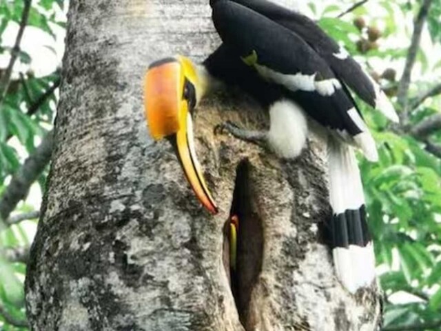 The video opens with a male Hornbill passing food and feeding his partner with help of his beak.