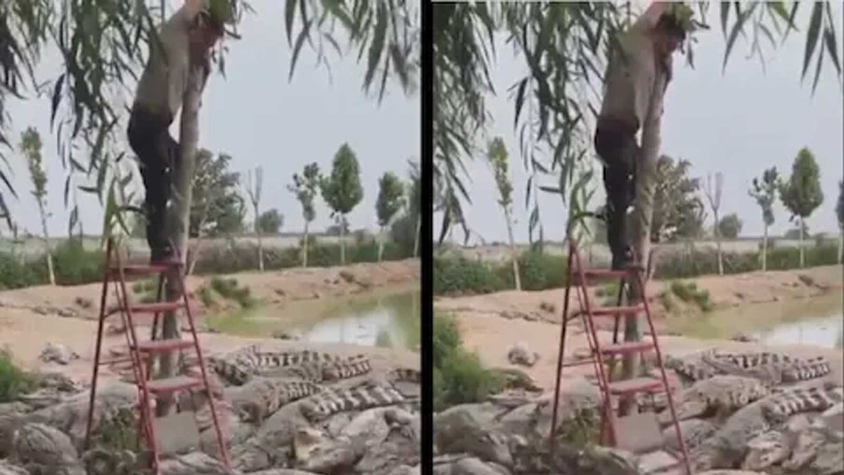 Watch Man, Surrounded By Crocodiles, Stands Atop A Ladder;