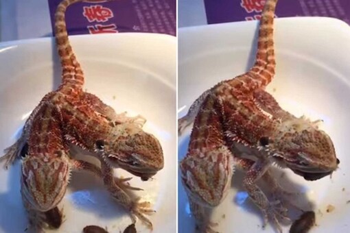 Watch: 2-headed Lizard Snack Together On A Plate - News18
