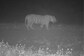Tiger Spotted In Himachal Pradesh's Simbalbara National Park For The First Time