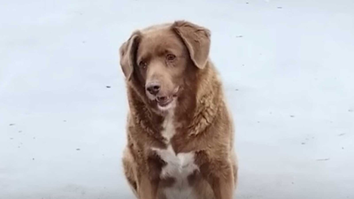 Meet Bobi, The World’s Oldest Dog Ever - News18