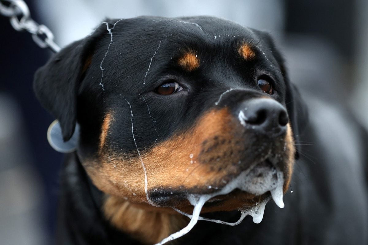 Mumbai Court Gives 3 Months' Jail Term to Owner of Rottweiler Who ...