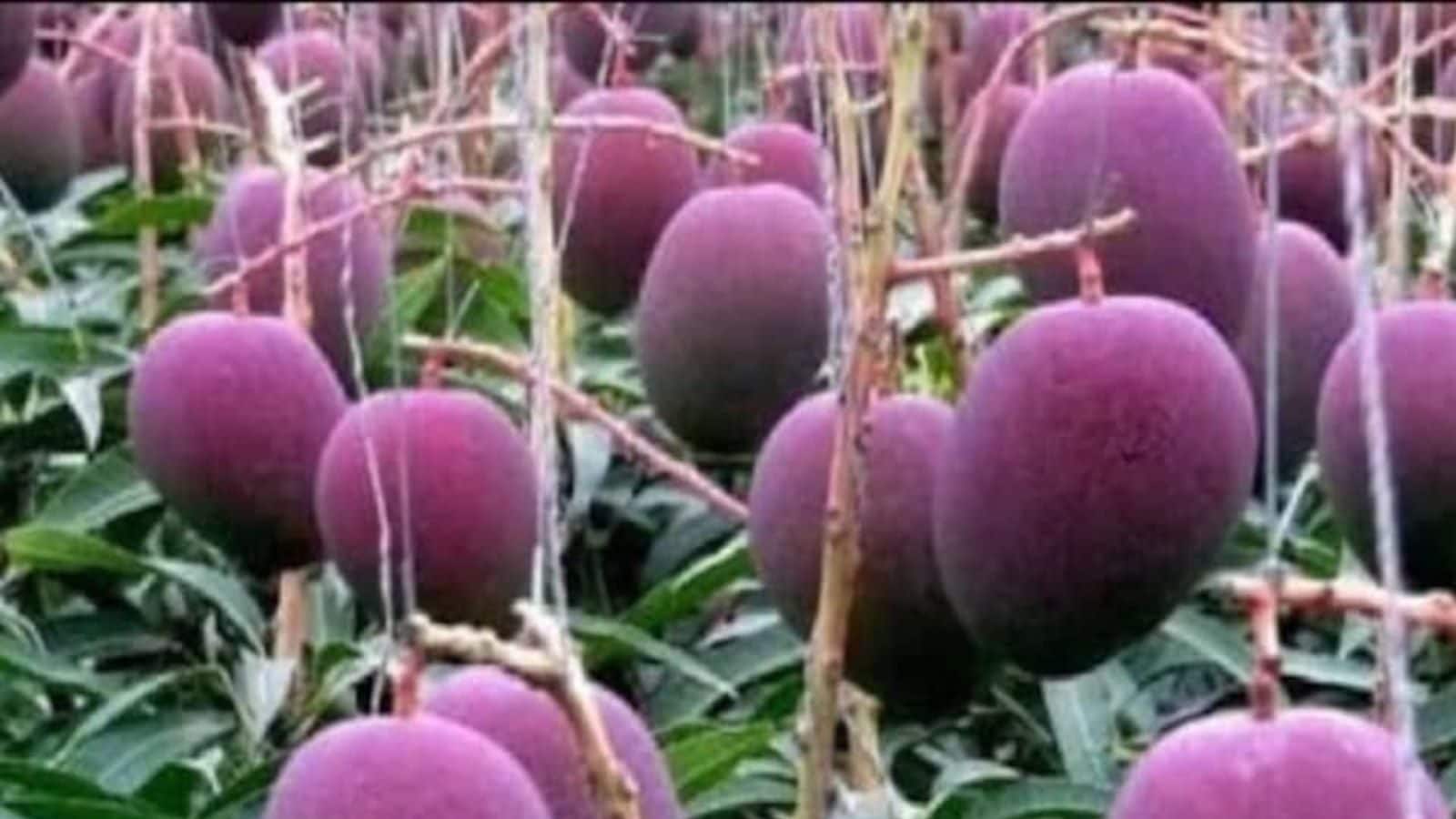 West Bengal’s Malda To Grow Japanese Miyazaki As World’s Costliest