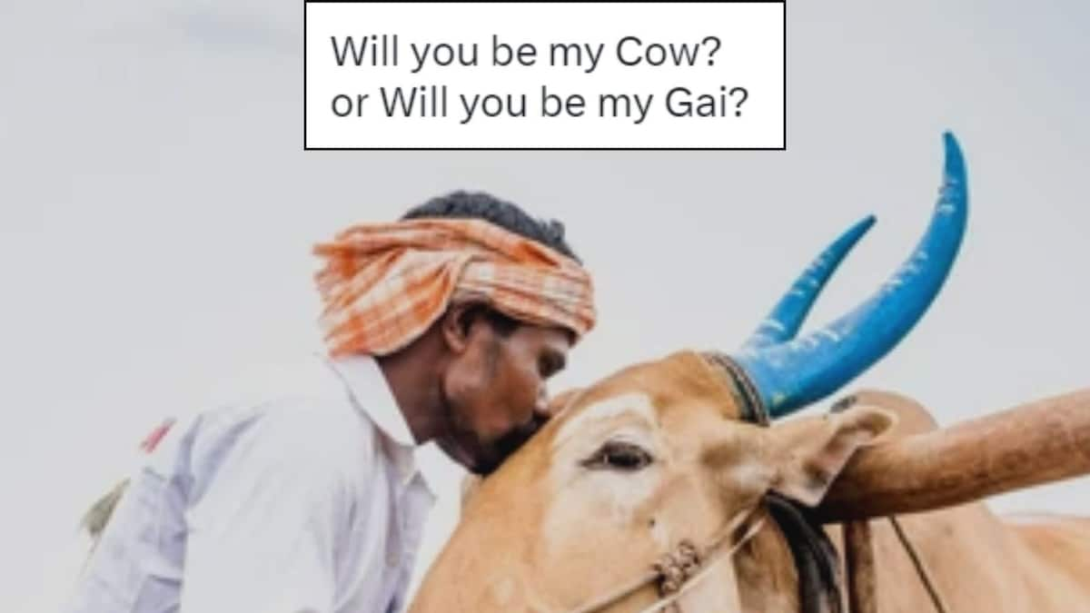 Cow Hug Day: Memes That Will ‘Amoose’ You After Animal Welfare’s Valentine’s Day Appeal