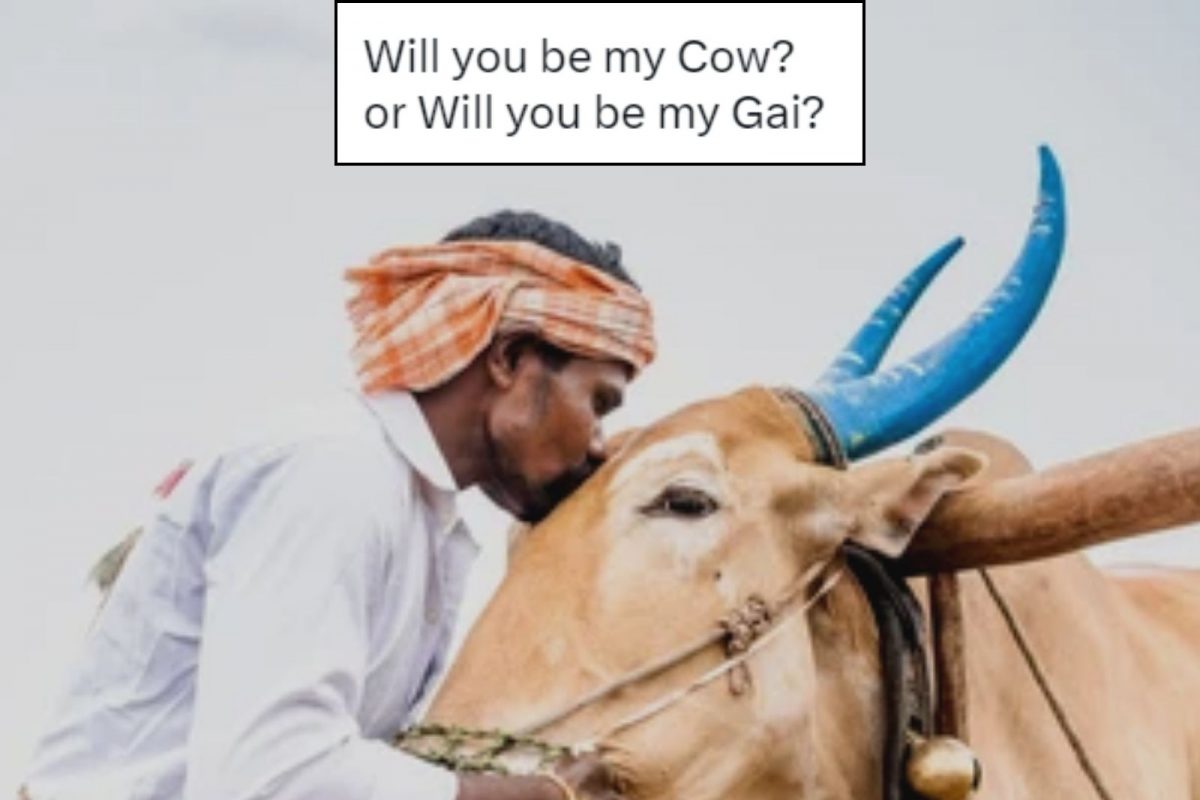 Cow Hug Day: Memes Bombard Twitter After Animal Welfare's ...