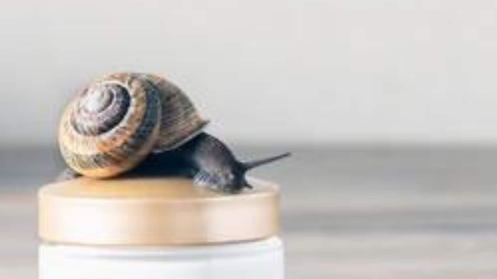 Science Backs Use Of Snail Mucin In Skincare Products For These Benefits