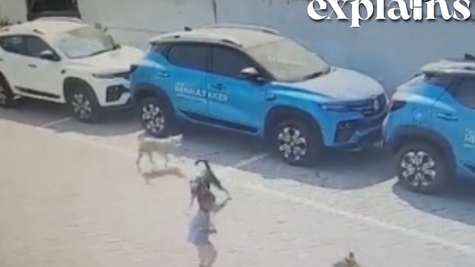 4-year-old Boy Mauled to Death by Stray Dogs: What Makes Canines Attack ...