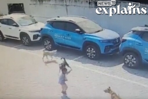 4-year-old Boy Mauled to Death by Stray Dogs: What Makes Canines Attack ...