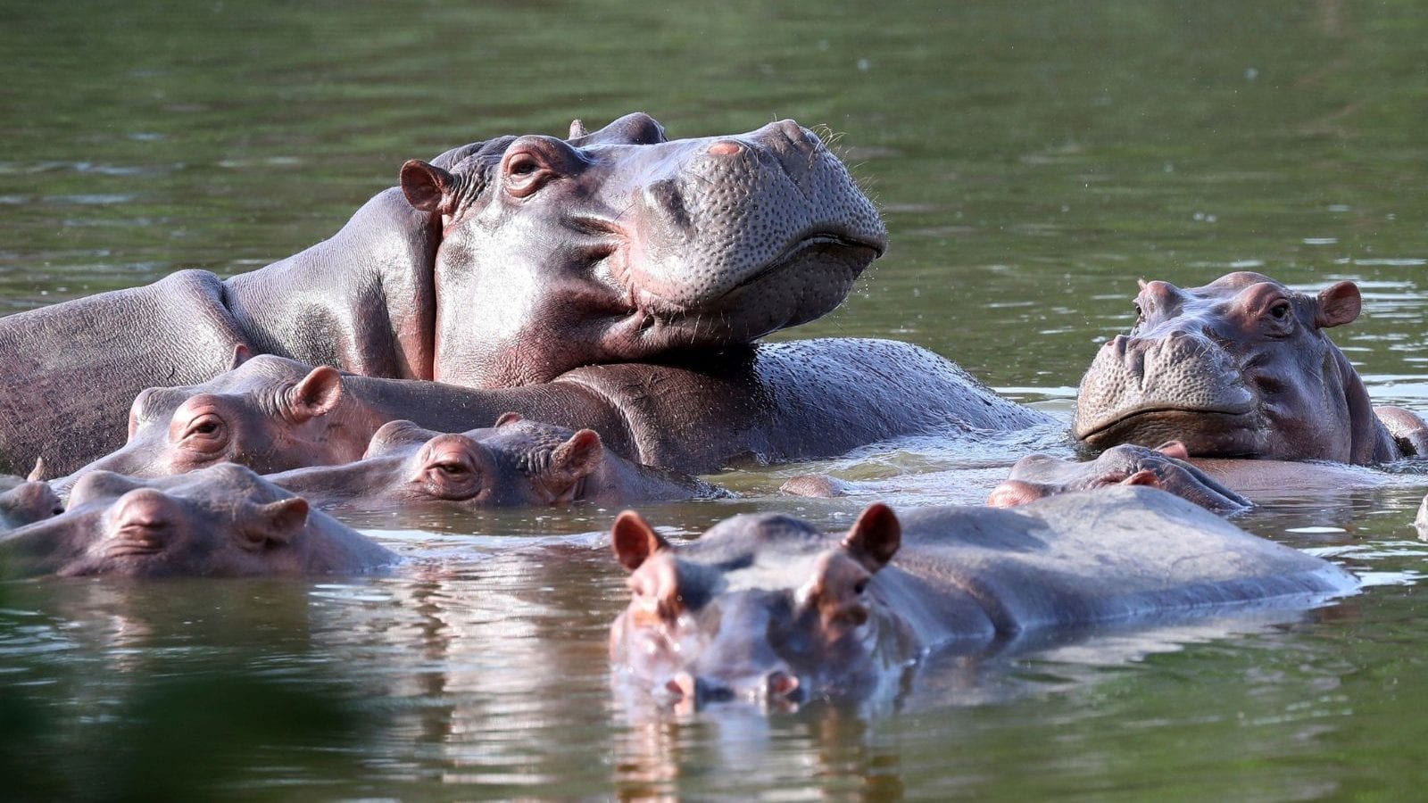 70 Hippos Living Near Pablo Escobar’s Former Ranch in Colombia to be Shipped to India, Mexico