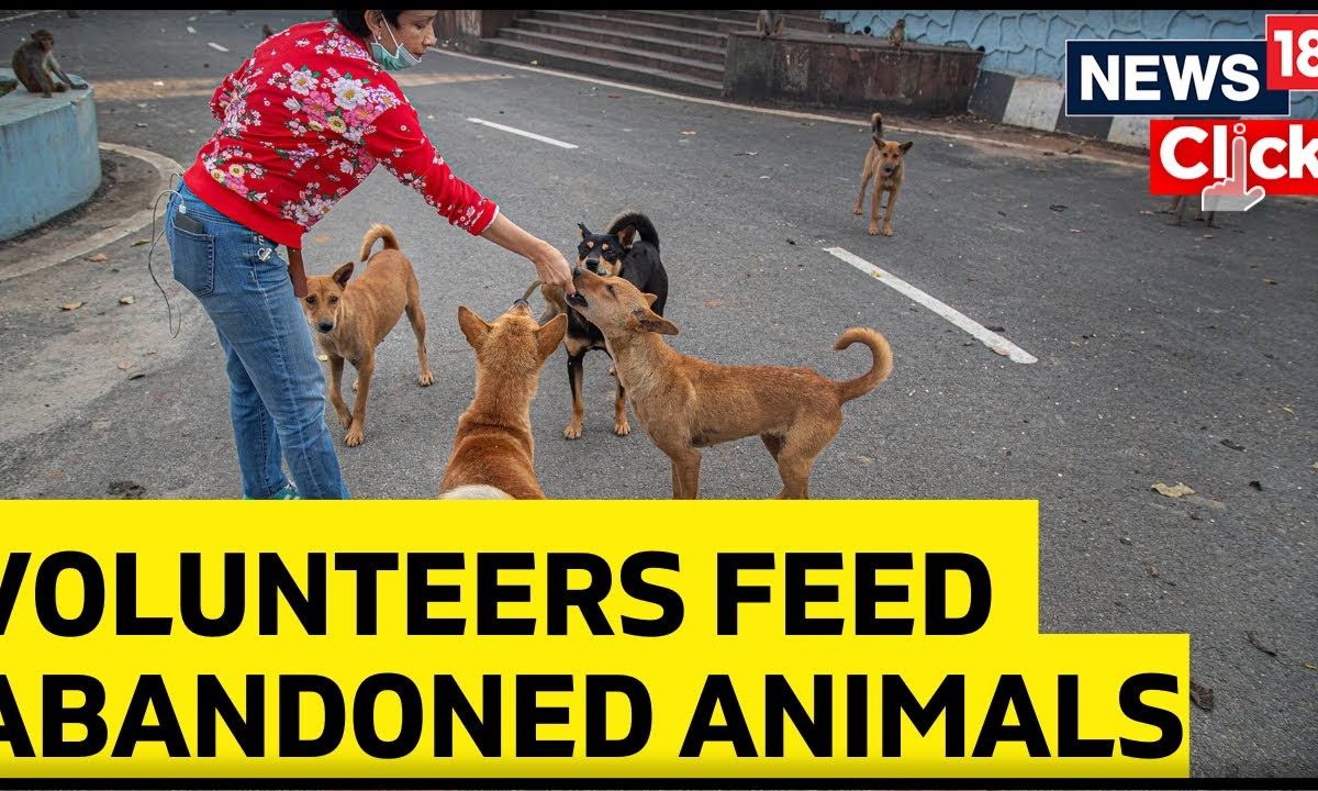 Volunteers Feed Abandoned Animals In Liberated Villages North Of ...