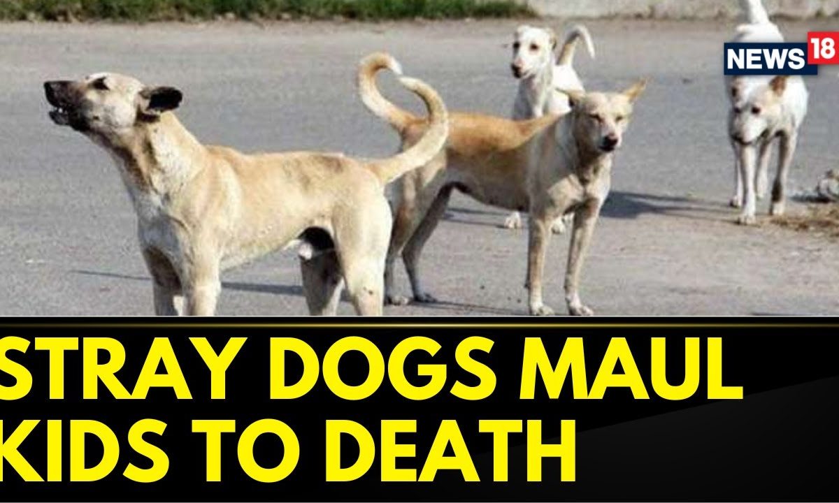 Delhi News | Two Children Mauled To Death By Stray Dogs In Delhi's ...