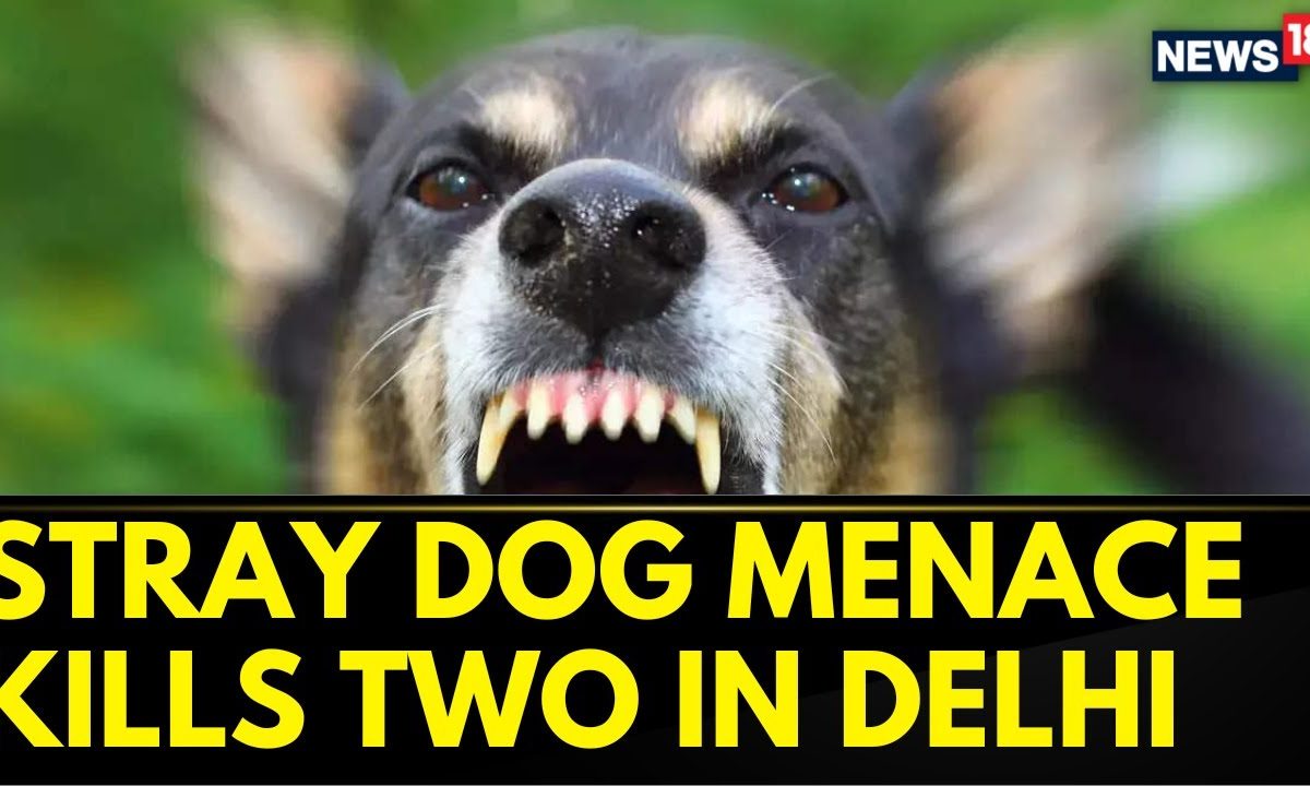 Stray Dog Menace In India
