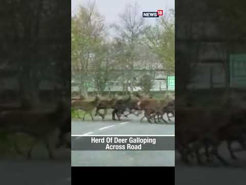 Herd Of Deer Galloping | Deer Video | Animal Video | Viral Video | #