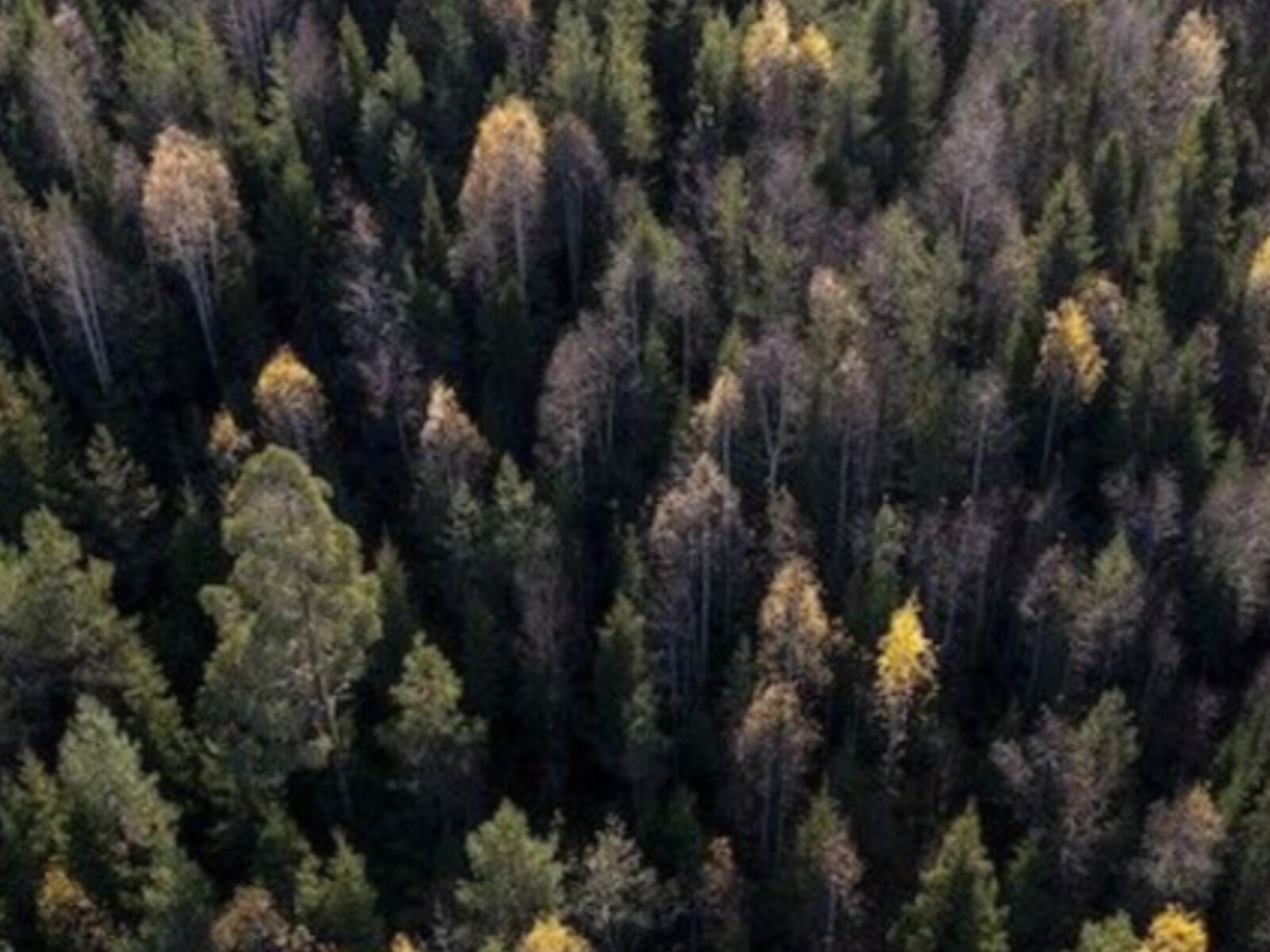 Boreal Forest Fires A 'Time Bomb' Of Carbon Emissions - News18