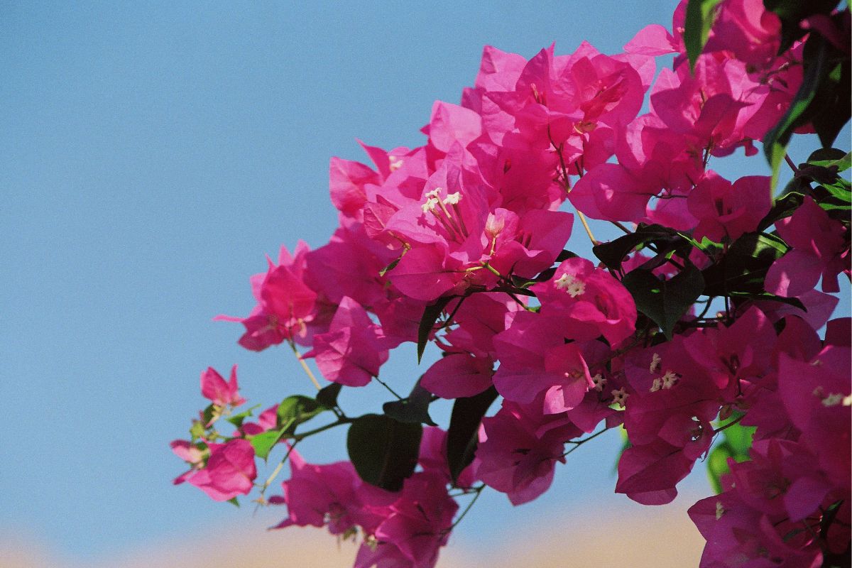 Delhiites Share Beautiful Images of Bougainvillea as City Blooms With the Pink  Flower - News18