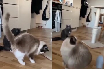 cute cat dancing but full version on Make a GIF