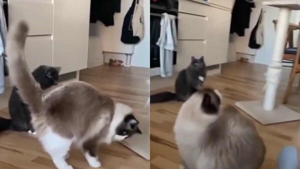 Viral video of cats puzzled by water bubbles will take away your monday