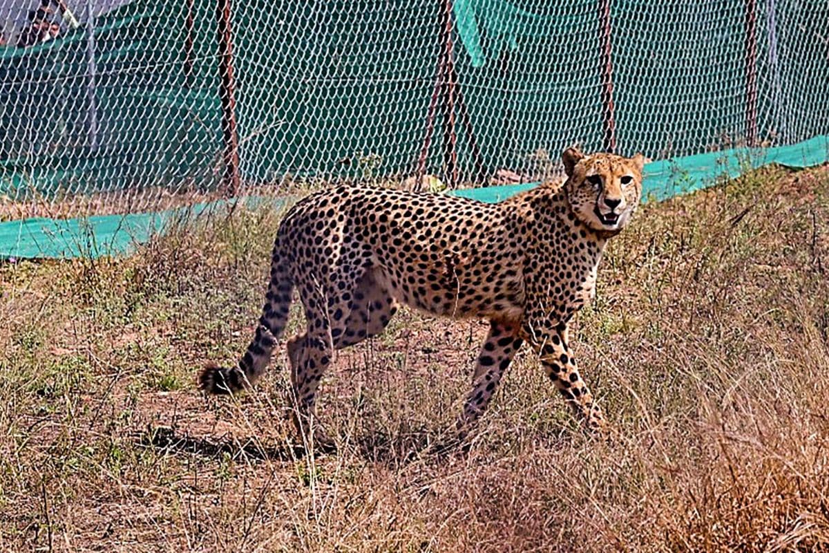 Two More Namibian Cheetahs Released into Wild at MPâ€™s Kuno National Park