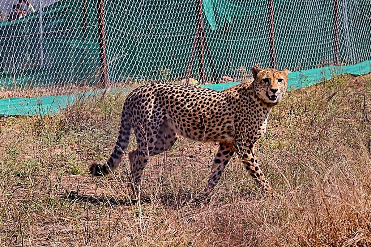 Kuno Cheetah Deaths: Here #39 s Why Satellite Collars Being Blamed What