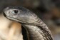 Rare Albino Cobra Found Hiding in Rice Mill Rescued in Maharashtra’s Gadchiroli
