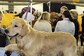 Golden Retrievers to Poodles: Some Dog Breeds Handle Car Journeys Better Than Others