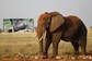 Heartwarming Rescue: Mother Elephant, Calf Pulled From Drain in Thailand, Video Gives Internet 'Hope'