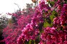 Twitter Blooms With Bougainvillea Images As Netizens in Complete Awe of The Beauty