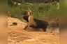 Watch: Buffalo And Lioness At Loggerheads, Guess Who Won?
