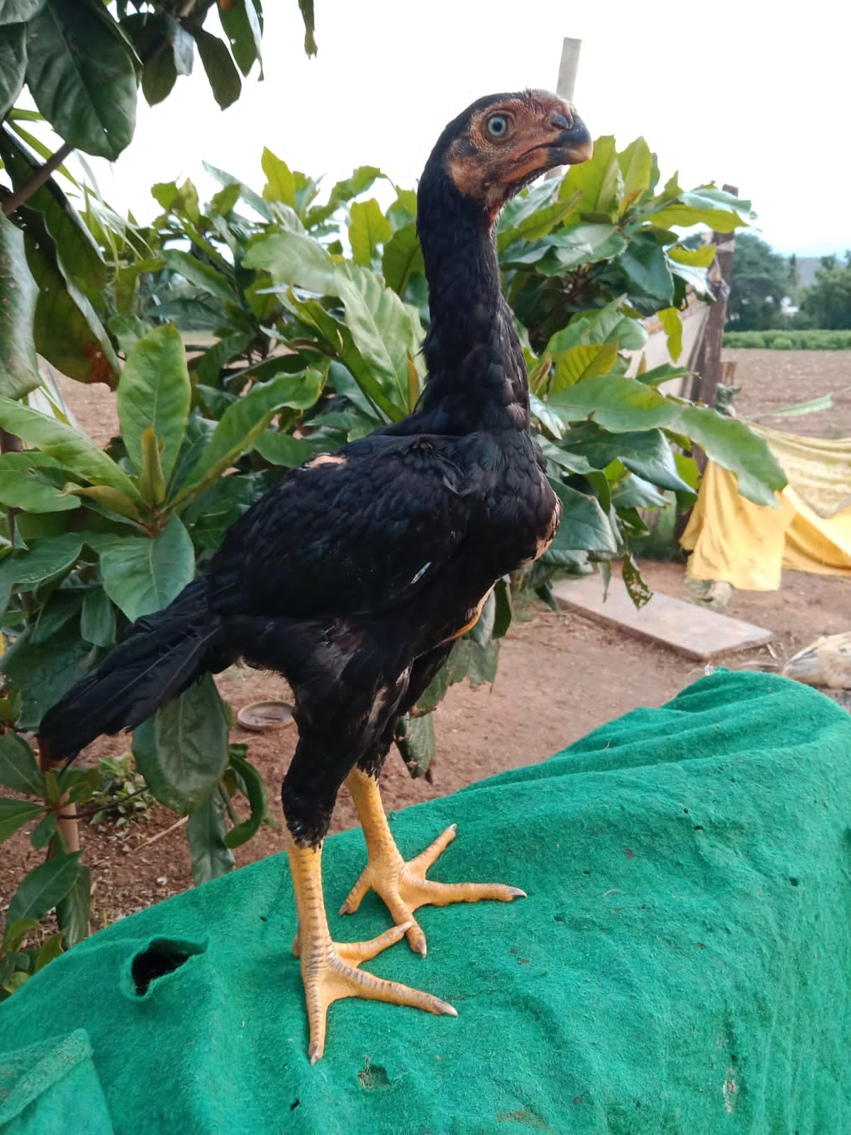 Parrot Beak Roosters From Andhra Pradesh Shine at Beauty Contest for  Chickens