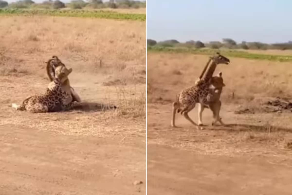 Watch: Mother Giraffe Saving Her Baby From A Lioness Is Viral