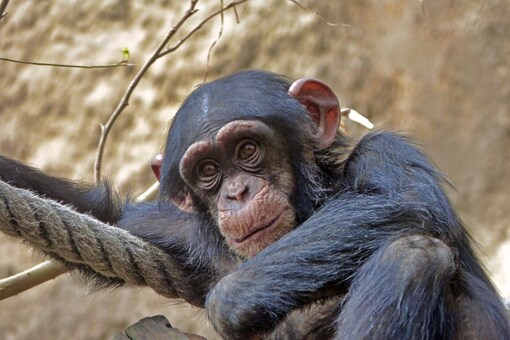 The zoo visitors captured the chimpanzee's antics on their cameras.