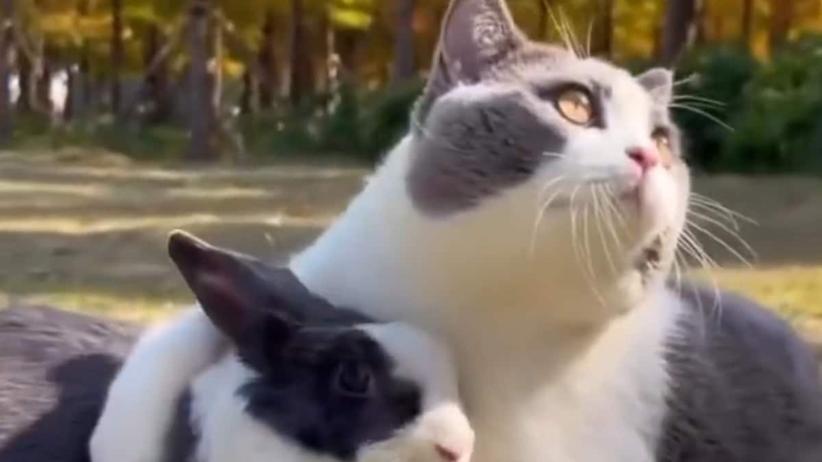 This 'FurrFect' Friendship Between Cat And Bunny Will Make Your Day