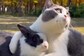 This 'Furr-Fect' Friendship Between Cat And Bunny Will Make Your Day
