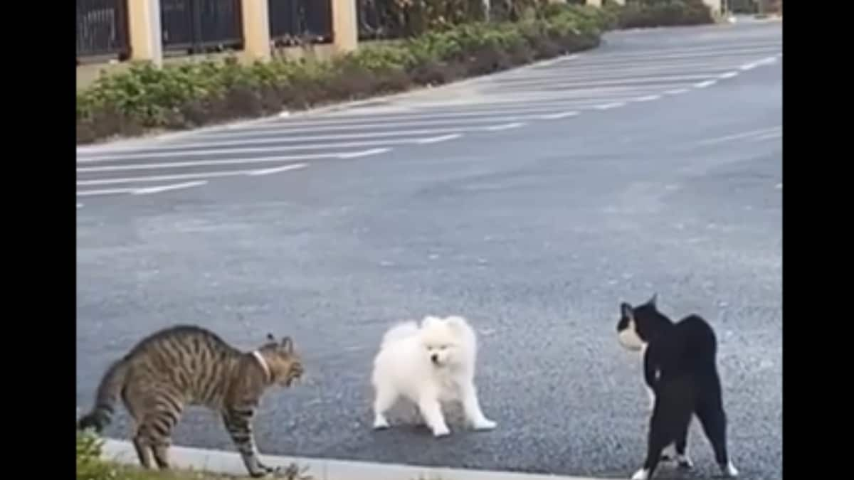 Cats' Aggressive Behaviour Scares Pup Away; Internet Calls Them 'Mean’