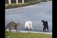 Cats' Aggressive Behaviour Scares Pup Away; Internet Calls Them 'Mean’