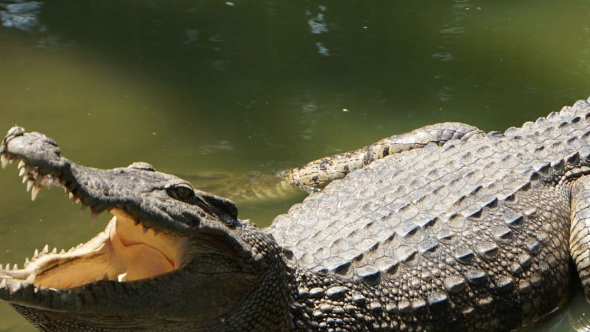 Man Survives Deadly Crocodile Attack With Miraculous Escape From Predator's Jaws