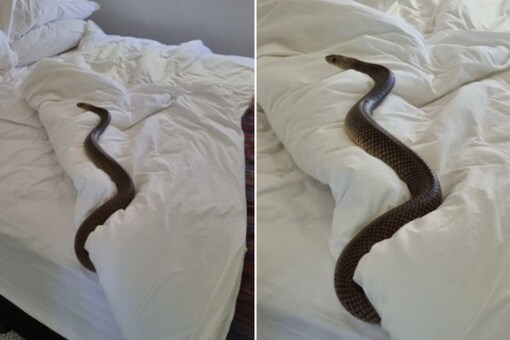 The snake is seen lying on the bed. (credit: Fb/zacheryssnakeandreptilerelocation )