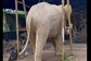 These Elephant Replicas Made From Lantana Wood, Found In Nilgiris, Are ‘Fantastic’
