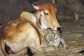 21-Year-Old Photos Of Cow And Leopard Cuddling Each Other Take Internet By Storm