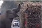Internet Gushing Over Elephant Collecting 'Toll Tax' From Truck In Viral Clip