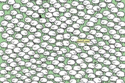 Can You Spot The Three Clouds Hidden Amid A Herd Of Sheep Within 10 Seconds?