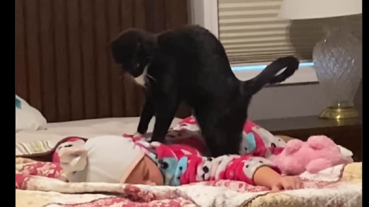 Adorable Video of a Cat Giving Back Massage to a Young Girl - Vimarsana News
