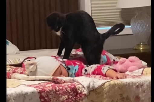 The feline kneads its paws on the girl’s back. (credits: Insta/unilad)