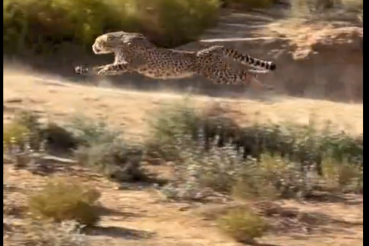 cheetah chasing prey
