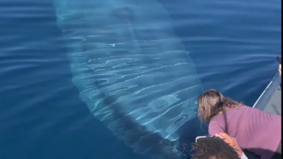 Watch: Majestic View Of A Giant Blue Whale Swimming Underneath A Boat