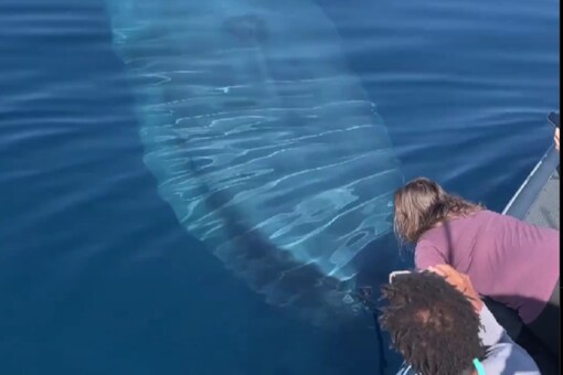 The blue whale comes above the water's surface for a split second before swimming away. (credits: Insta/unilad)