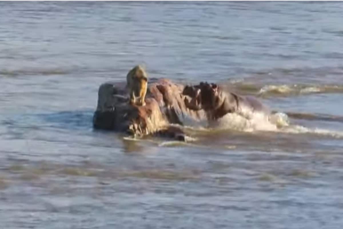 Lion’s Close Encounter With Hippos Goes Wildly Unexpected