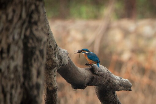 The kingfisher resting on a tree branch. (credits: Twitter/@ParveenKaswan)