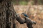 Photo Of Kingfisher's Meal Time Leaves Internet Mesmerised